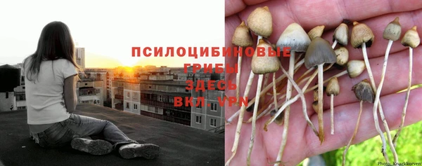 крисы Аркадак